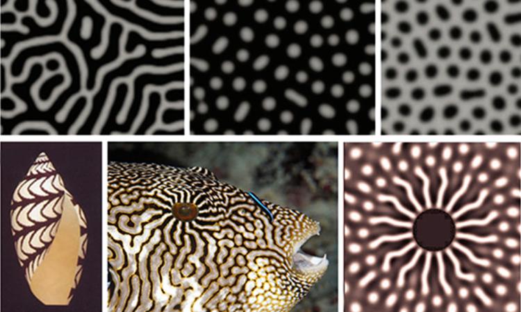 composite image of seashells, fish, and their Turing patterns