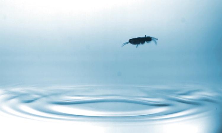 A leaping springtail silhouetted against a light blue background with water rippling at the bottom of the photo from its takeoff.