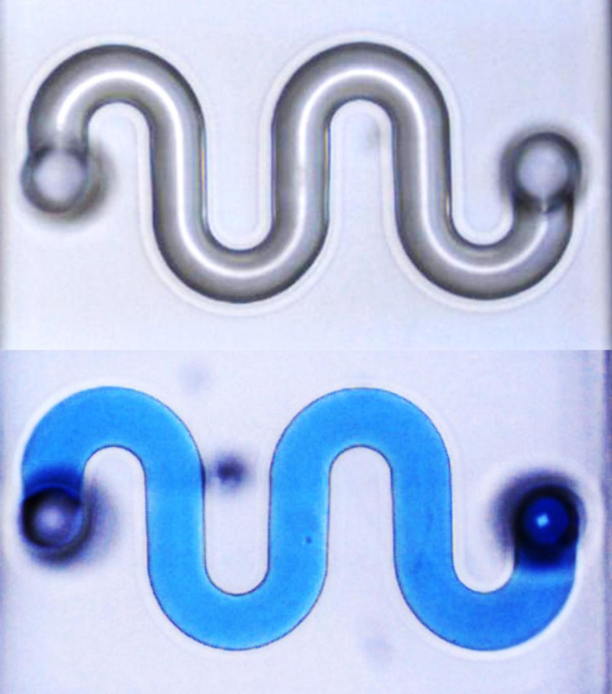 a 3D printed glass microfluidic channel in a serpentine shape, shown both hollow and filled with liquid