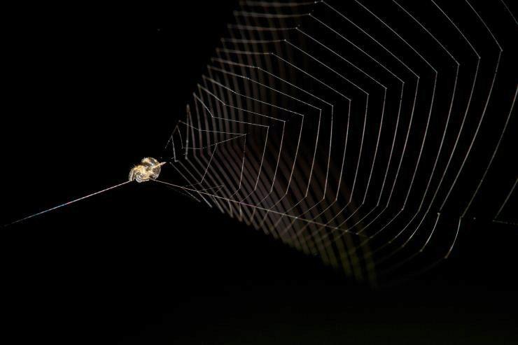 Slingshot spider