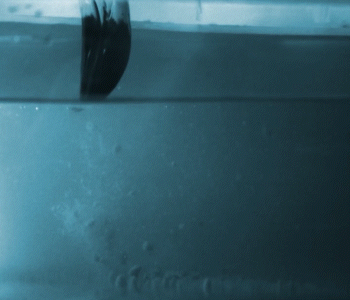 animated gif of a flamingo chattering its beak underwater to feed