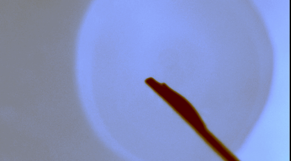 an animated gif of the fan on a water bug's leg