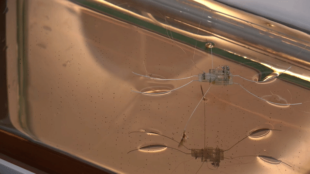 animated gif of a robot water bug in motion