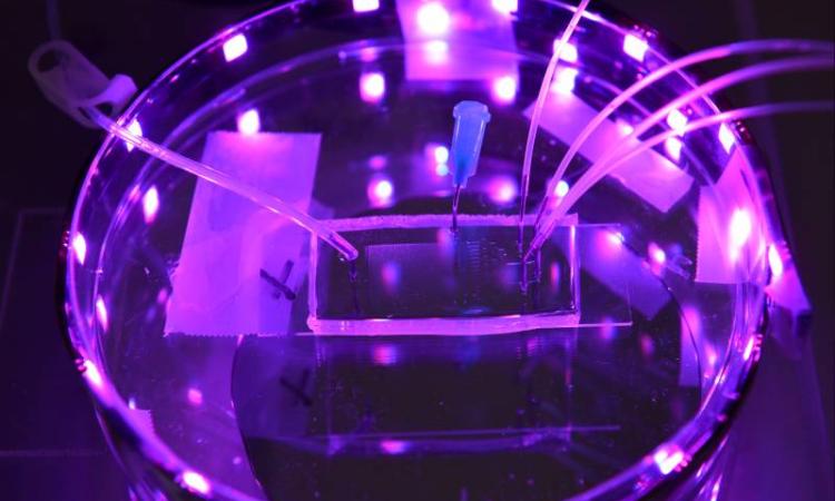 Petri Dish with Wires
