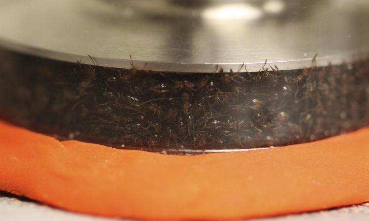 Ants as seen on a rheometer.