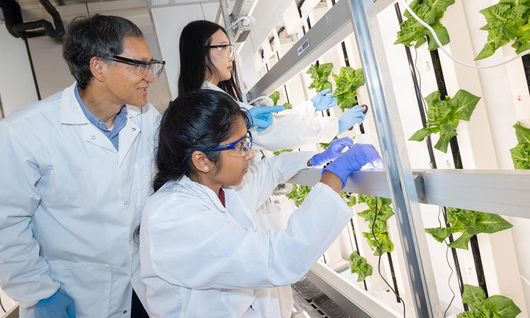 Three people look at lettuce growing in a vertical lab setup