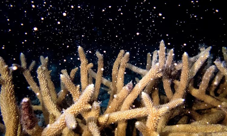 Coral against a dark ocean with light-colored specks floating all around.