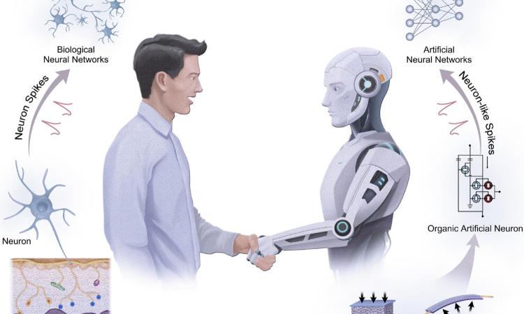 Illustration of a human male shaking hands with a humanoid robot. Behind the human on the left are illustrations showing the path of perception from mechanoreceptor to neuron producing neuron spikes that lead to biological neural networks. A similar path behind the robot shows the path from pressure or strain sensors to artificial neurons producing neuron-like spikes to artificial neural networks.