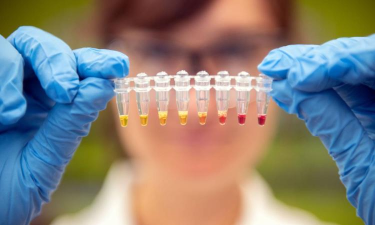 A researcher holds a string of small vials with varying colored liquids.