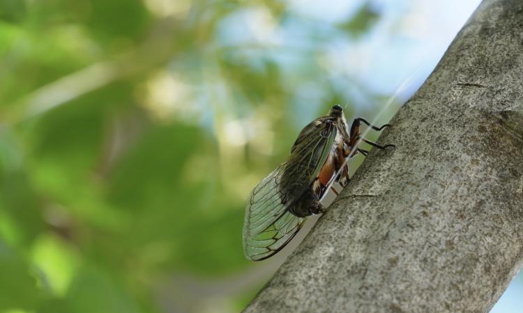 A cicada on a tree limb, peeing