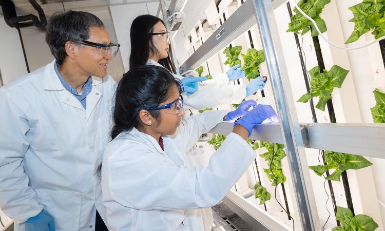 Three people look at plants in a lab