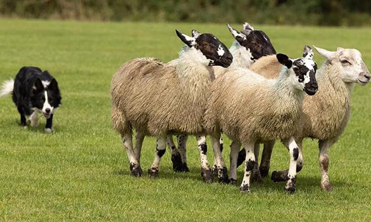 a black dog chasing a herd of sheep in a grassy field