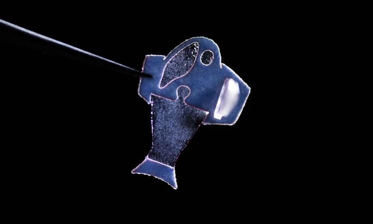 image of biohybrid fish