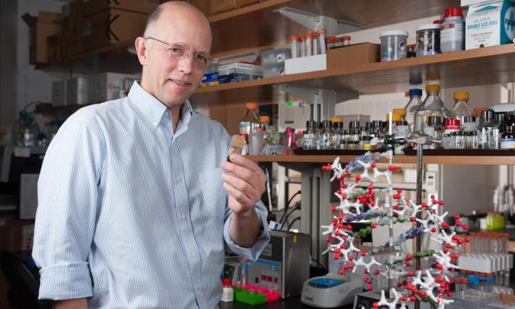 College of Sciences Professor Nicholas Hud in the lab