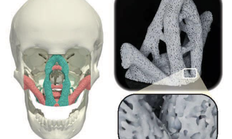 drawings of skull and new structures