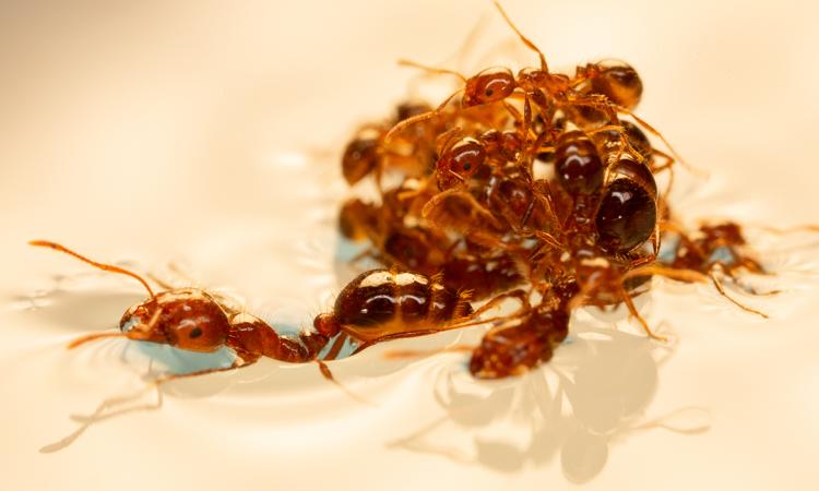 ants forming a raft