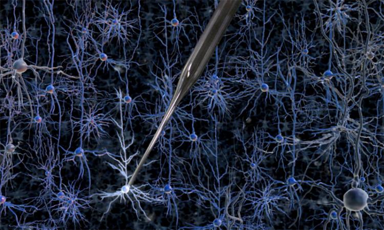 A robotically controlled glass electrode enables single-cell electrical recordings in living brain tissue. Credit: Georgia Tech