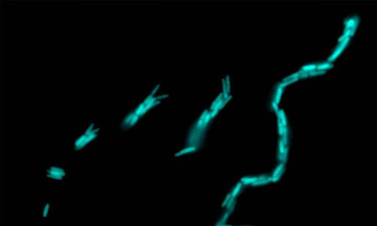 A series of teal rod-shaped bacteria forming a multicellular chain, starting with a single bacterium at left and ending at a long chain at right.