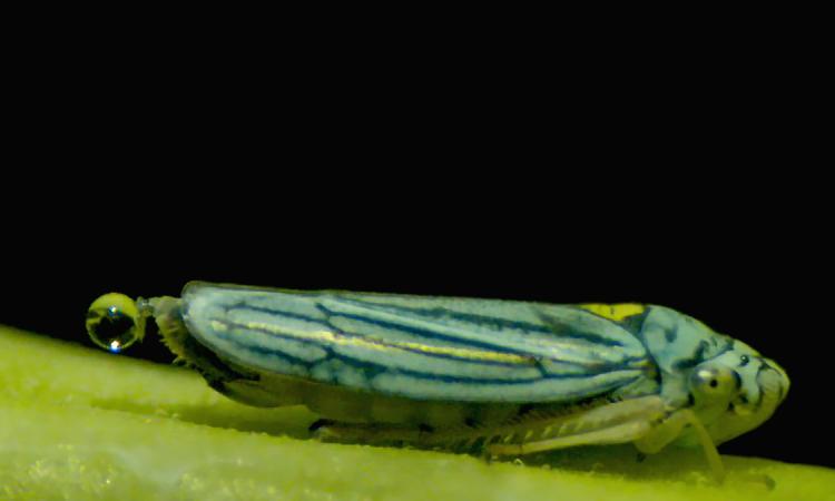 A green-striped insect called a glassy-winged sharpshooter on a leaf with a round bubble of urine about to be launched from its rear. (Photo Courtesy: Saad Bhamla)