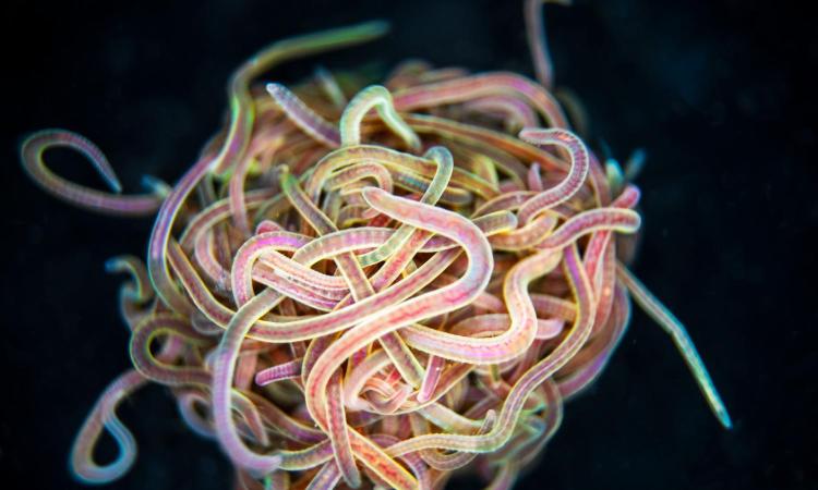 A colorful picture of a worm blob