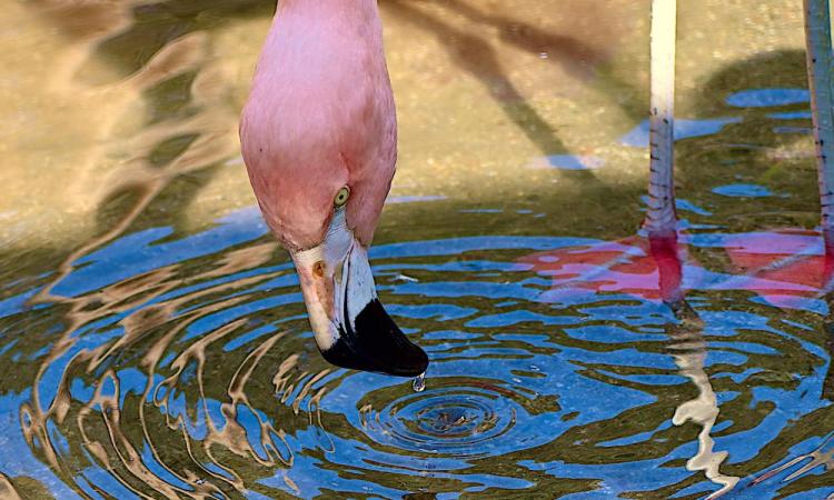 flamingo looking into water