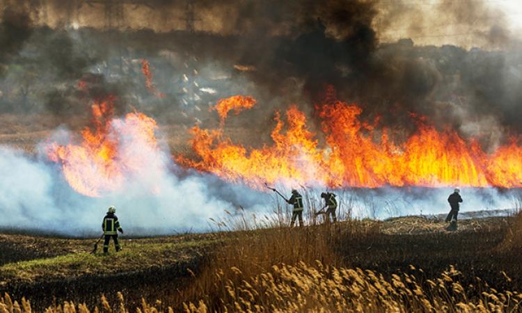 image of firefighters at a wildfire