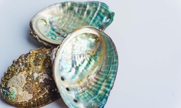 three seashells