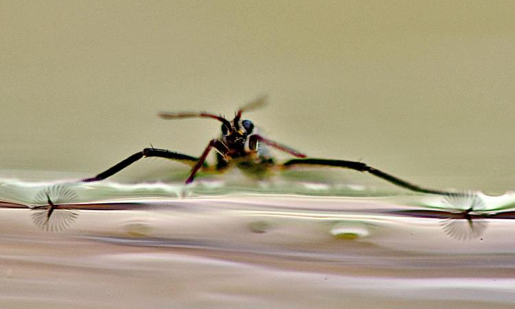 water strider standing on water
