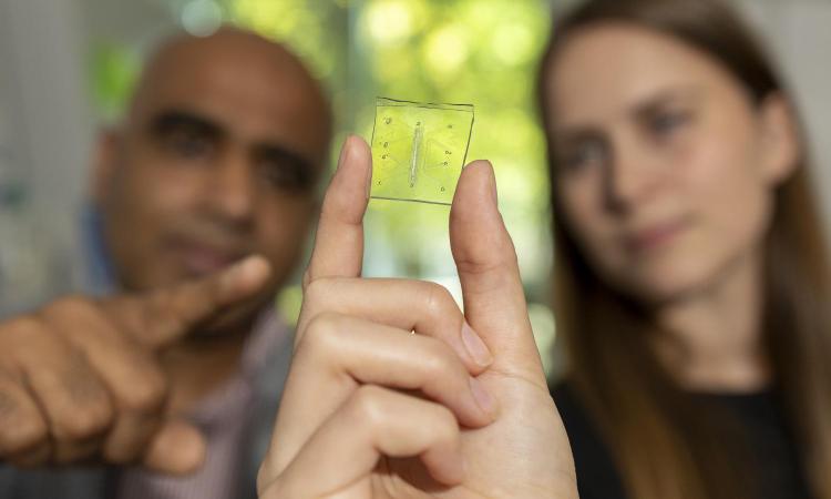 Ankur Singh and Rachel Ringquist hold a small lung-on-a-chip that has a built-in immune system.
