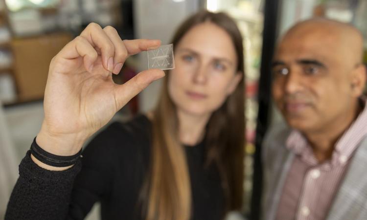 Two Georgia Tech researchers looking at a clear plate with a microscopic lung-on-a-chip that has a built-in immune system.