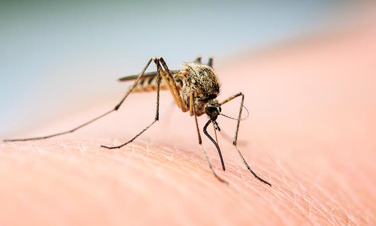 a mosquito on a person's skin