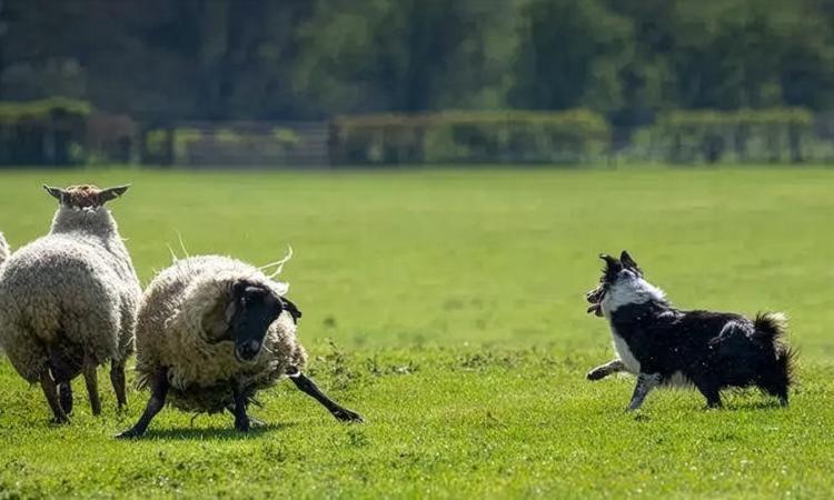 A sheepdog approaches a pair of sheep on the edge of their herd.