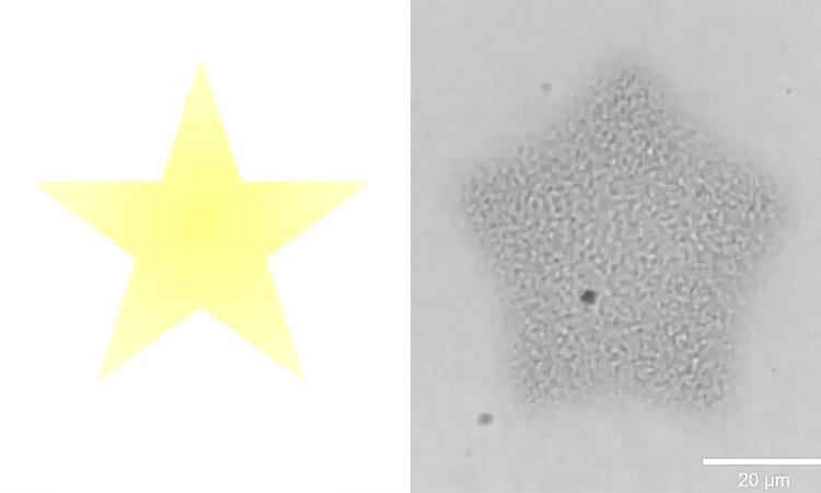 a yellow star on the left and a microscope image on the right of single-cell organisms making the same star shape
