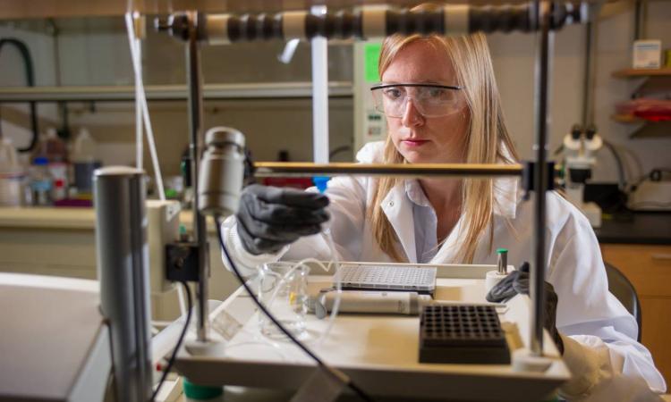 ME professor, Susan Thomas, works on cancer research in her lab