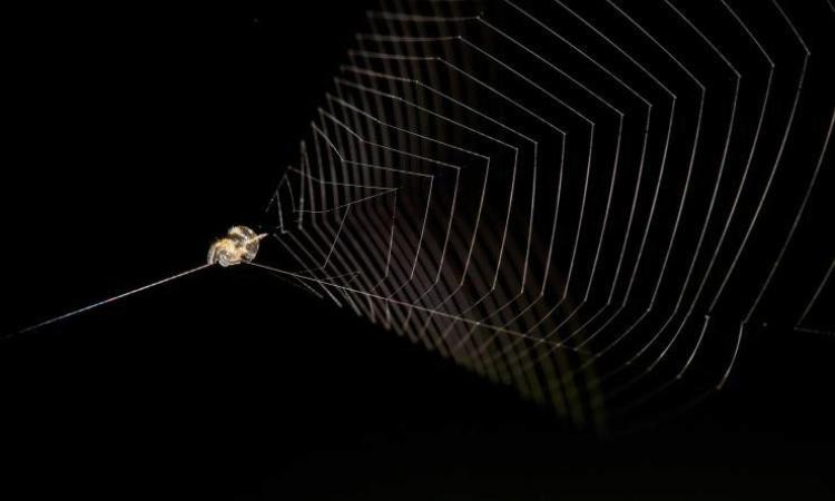 Slingshot spider