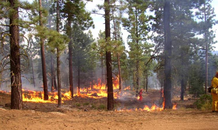 forest controlled burn