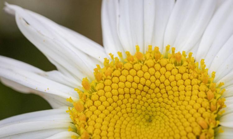 Flower on campus, photo