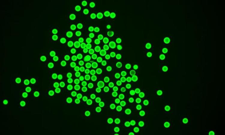 Hi res image of microgels
