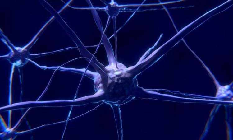 image of nerve cell