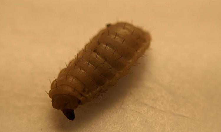 larvae