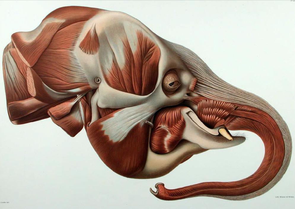 anatomical illustration of an elephant
