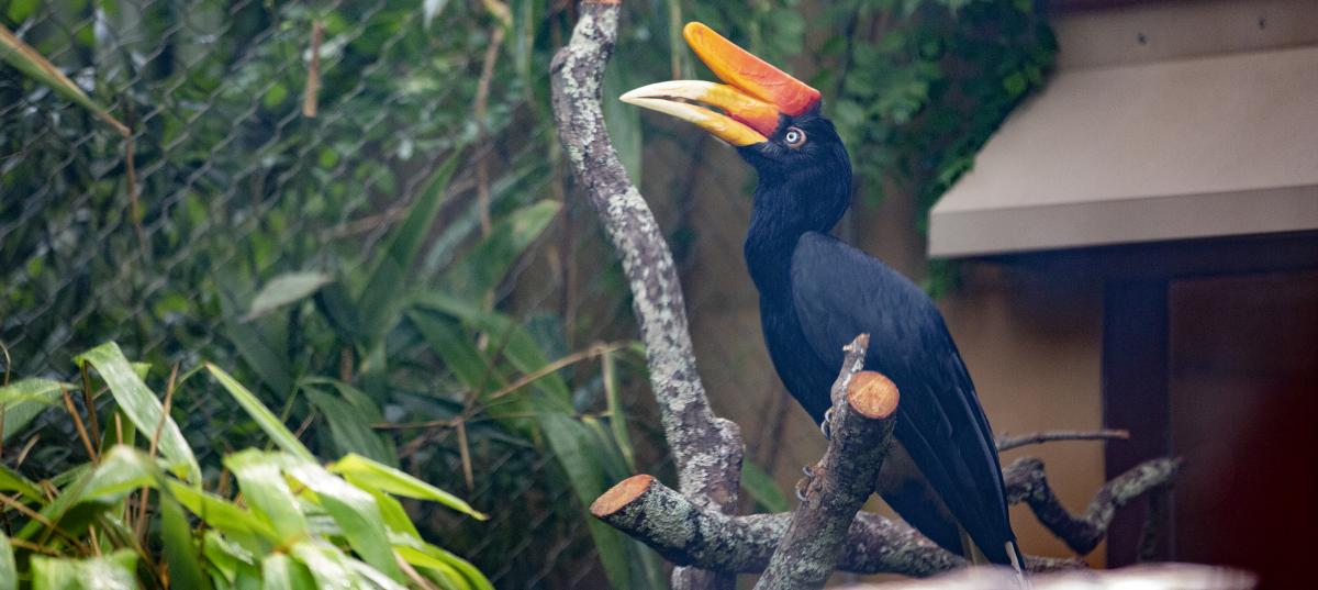 wildlife at Zoo Atlanta