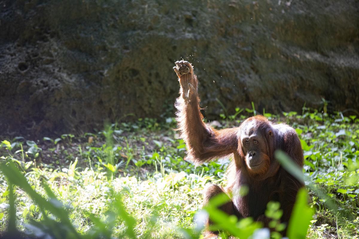 Orangutan at Zoo Atlanta