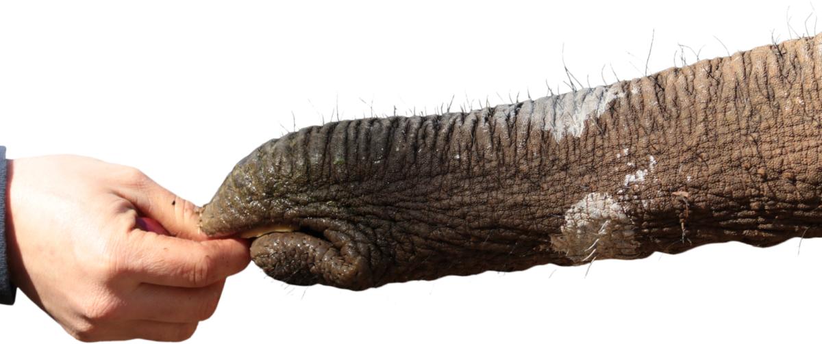 Stretchy, Telescoping Skin Is Key to Elephant Trunks