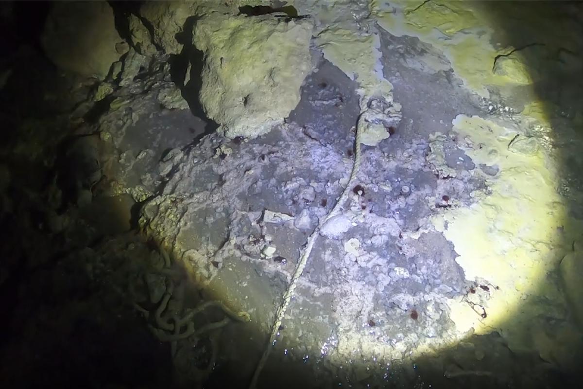 video still of worm blobs in the cave