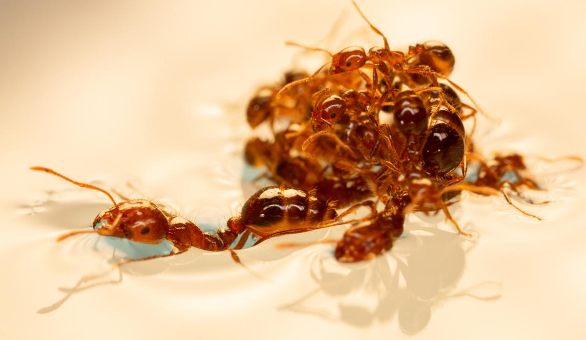 fire ants building a raft