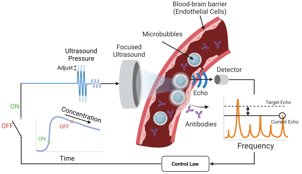 A schematic illustrating the closed-loop focused ultrasound system: A round transducer which creates microbubbles in blood vessels. A small detector next to the blood vessel detects echoes and is connected by line to a graph of the echoes, which is connected by a line to a box that reads Control Law. The line contines to an off-on switch, and then line continues around to connect back to the ultrasound transducer.