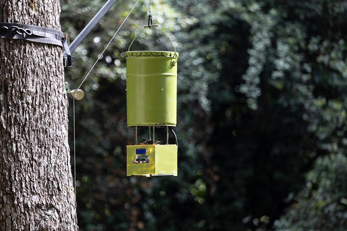 Gorilla Feeder hanging from a tree