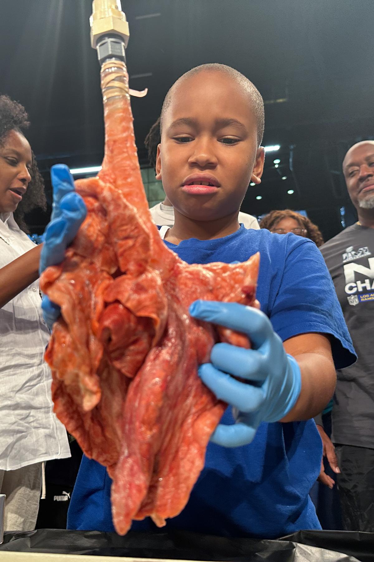 student touches lung replica