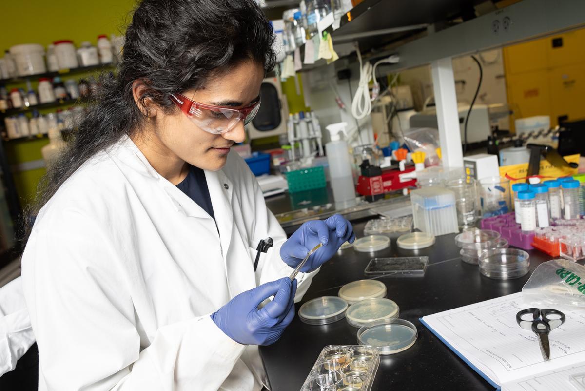 A researcher in lab coat, glasses, and gloves, examines a small sample of stainless steel at a lab bench cluttered with dishes, containers, and metal snips. (Photo: Candler Hobbs)